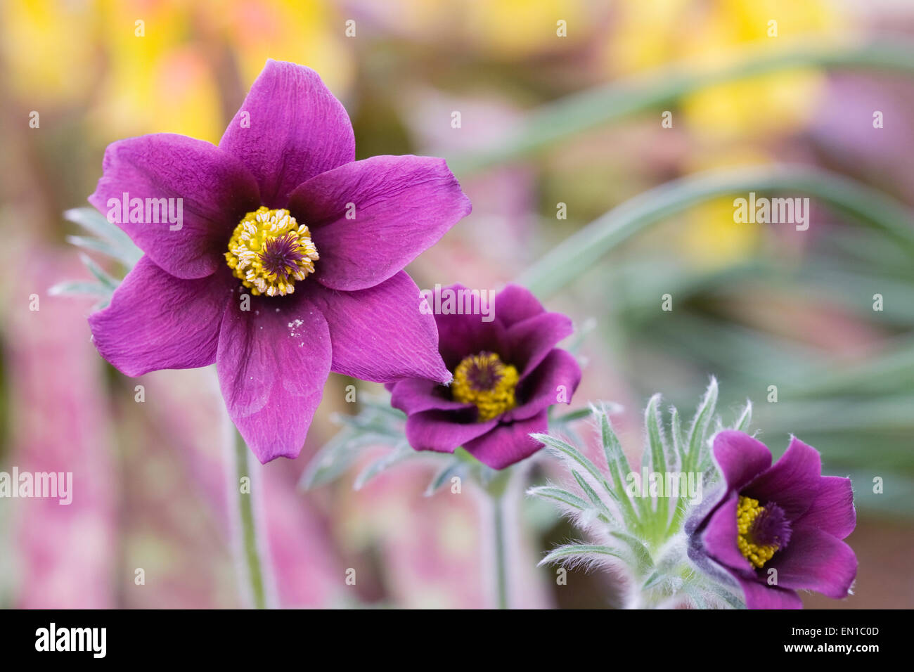 Pulsatilla vulgaris. Pasque flowers in the rock garden. Stock Photo
