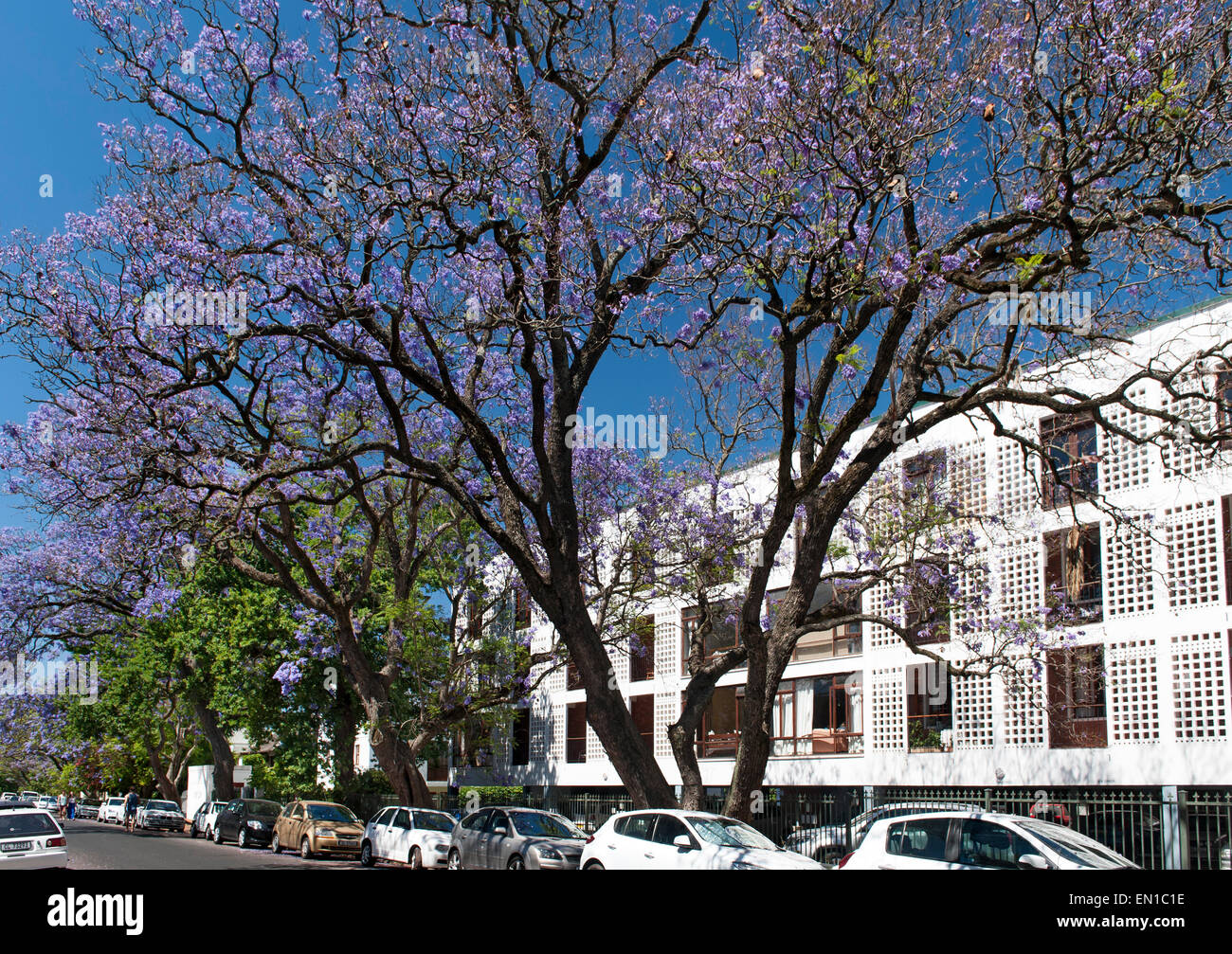 Jacaranda trees in bloom on Helderberg Road in the town of Stellenbosch in the Western Cape in South Africa. Stock Photo