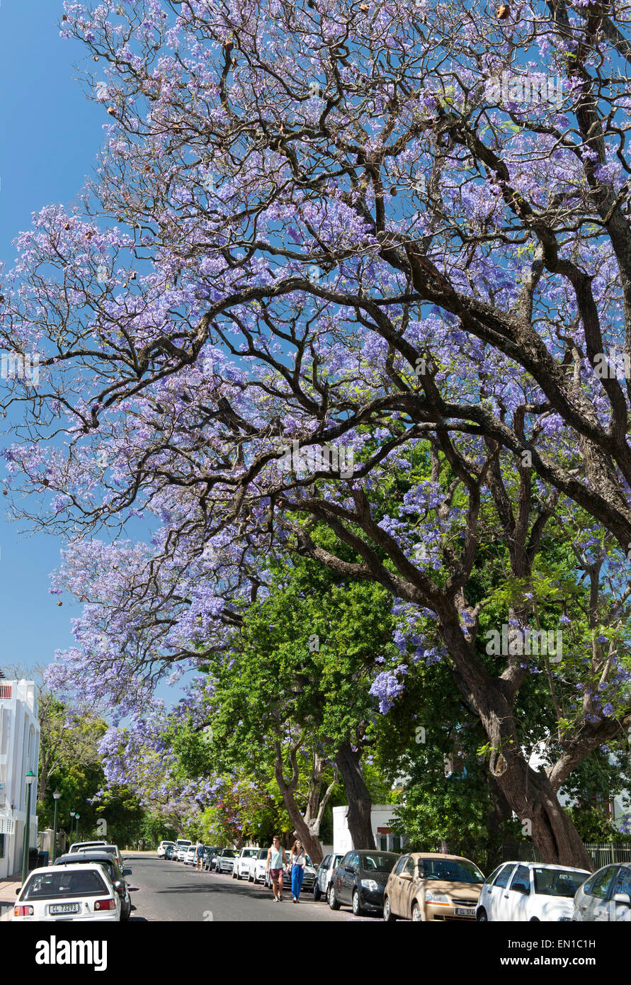 Jacaranda trees in bloom on Helderberg Road in the town of Stellenbosch in the Western Cape in South Africa. Stock Photo