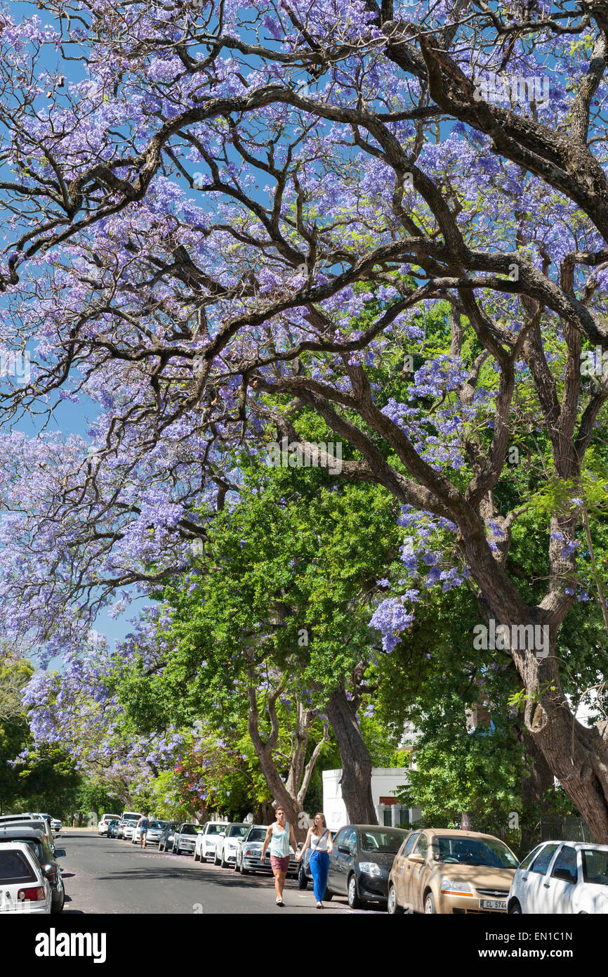 Jacaranda trees in bloom on Helderberg Road in the town of Stellenbosch in the Western Cape in South Africa. Stock Photo