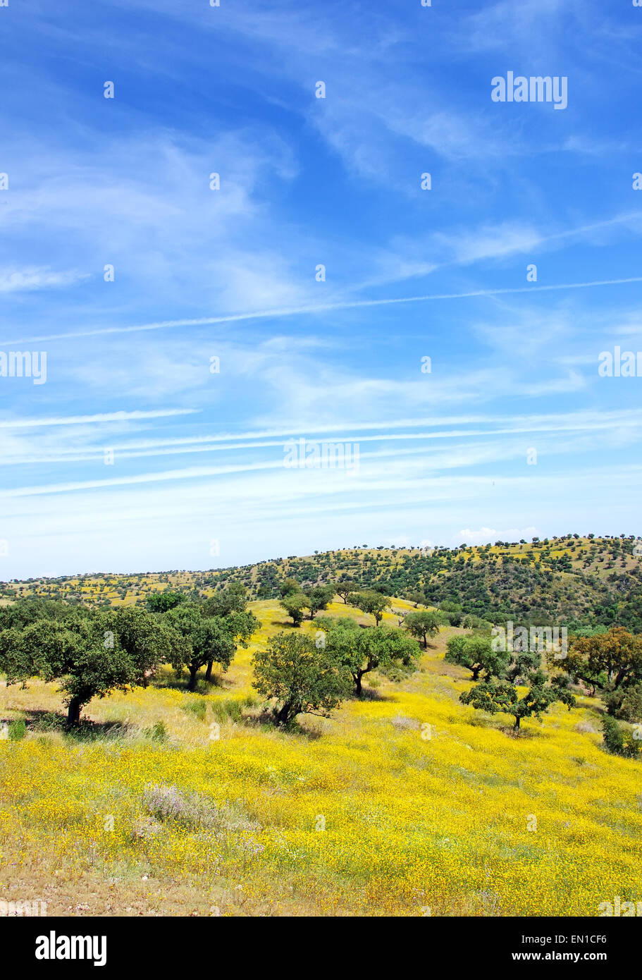 Oak trees in mediterranean forest at Portugal. Stock Photo