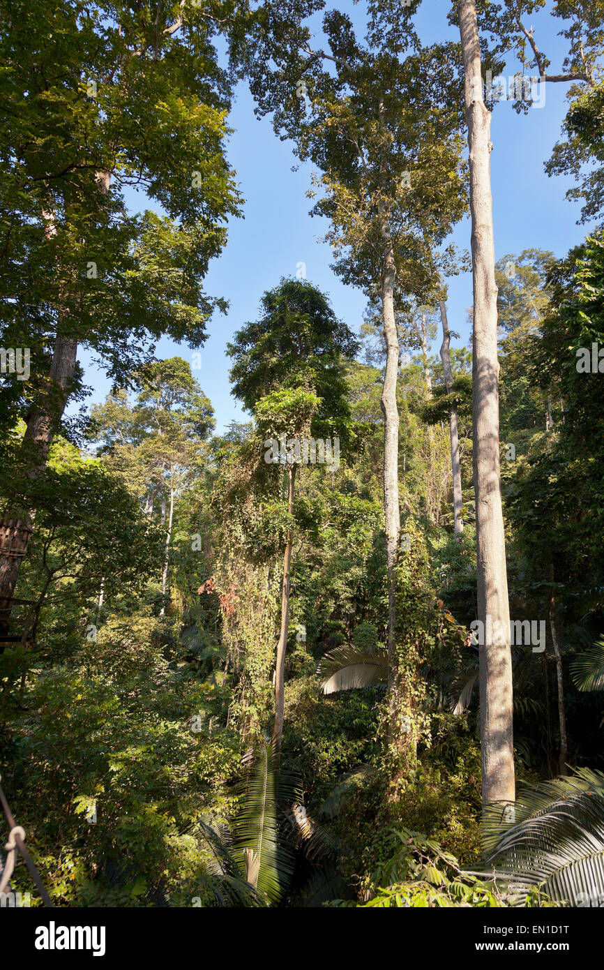 Forest Reserve Malaysia (FRIM) Bukit Lagong Forest Reserve, Kepong Malaysia, rainforest trees Stock Photo