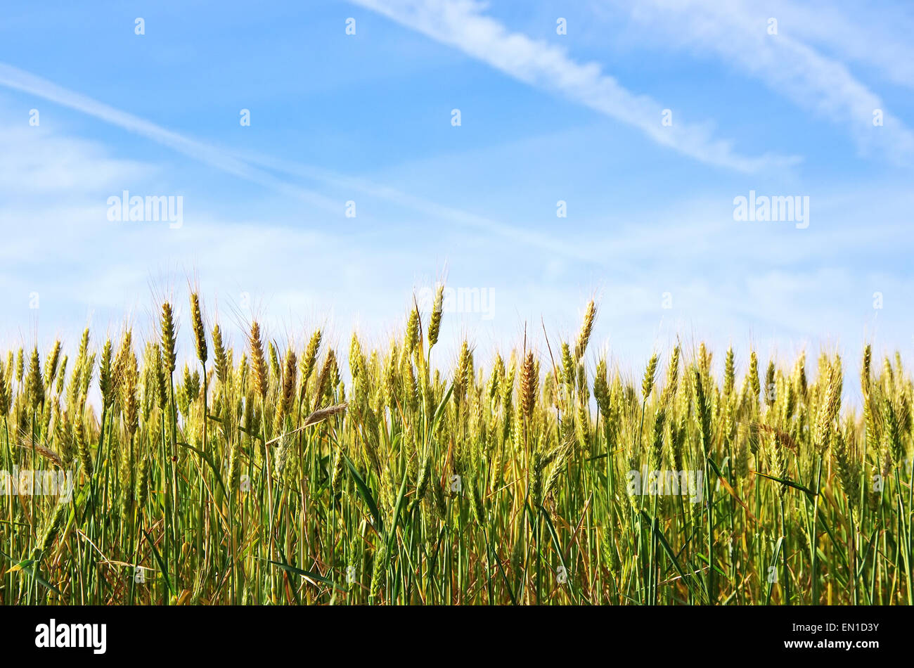 young green wheat in the blue sky background Stock Photo - Alamy