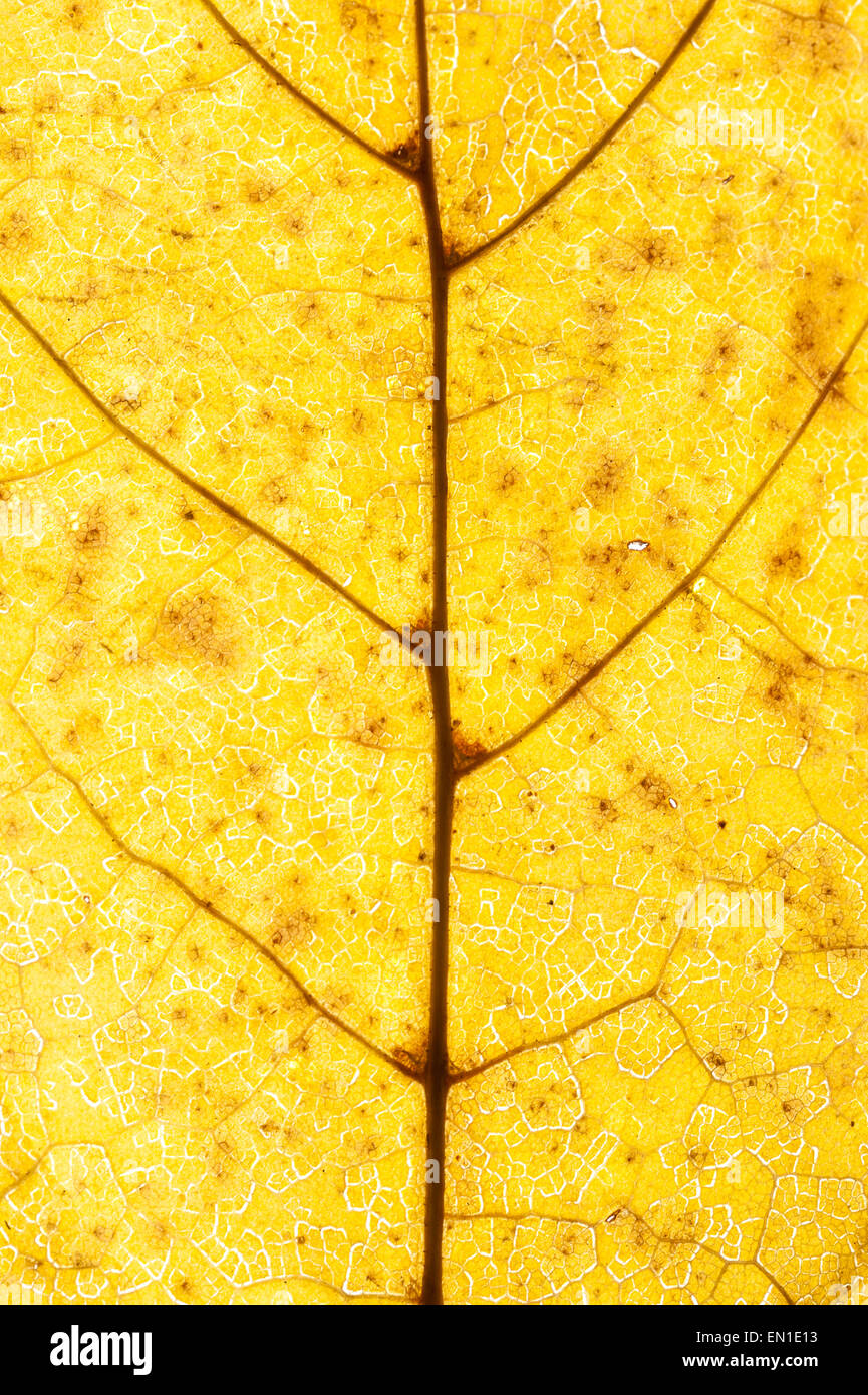 Close up of Autumn Leaf Stock Photo - Alamy