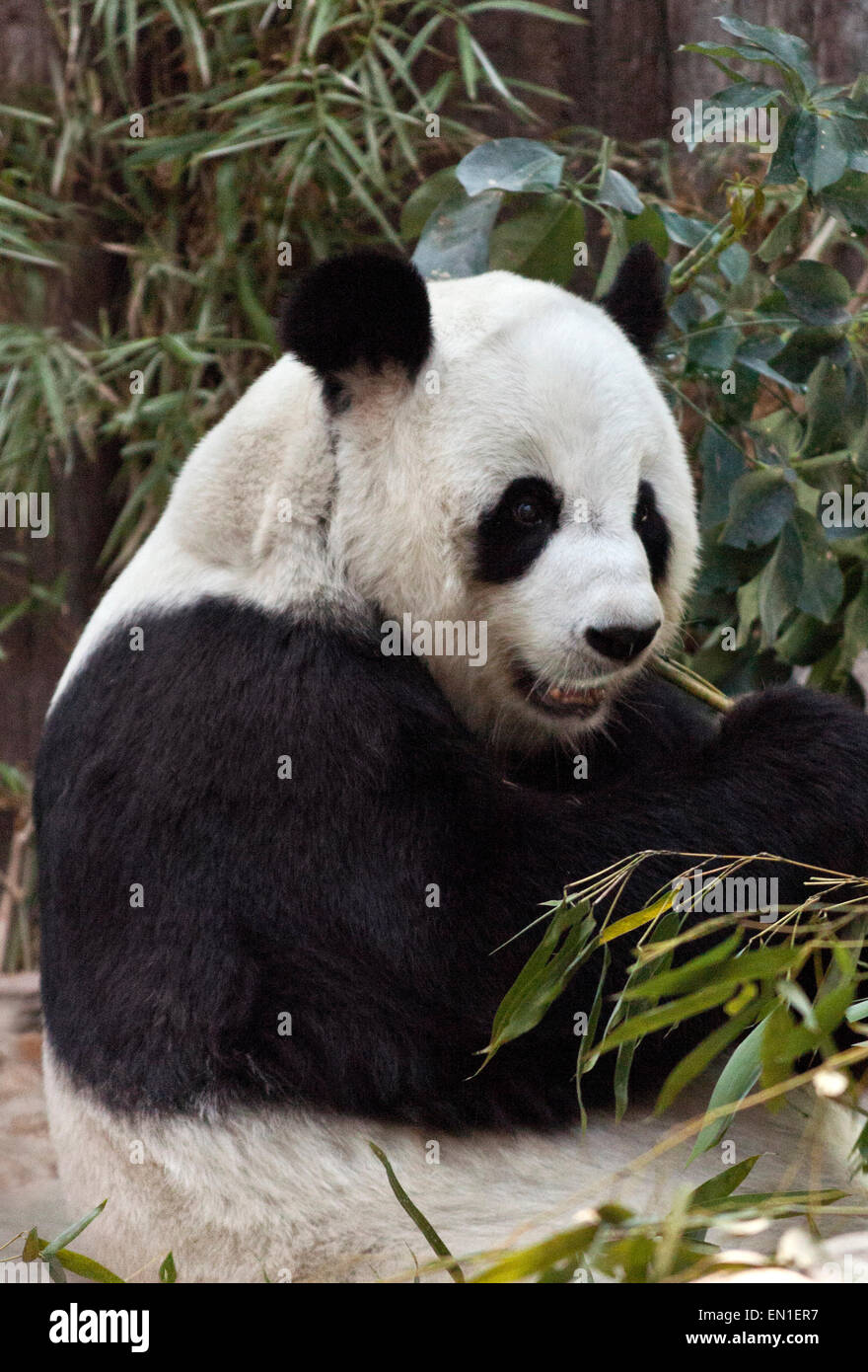 Giant panda, Ailuropoda melanoleuca, Chiang Mai zoo, Thailand Stock Photo