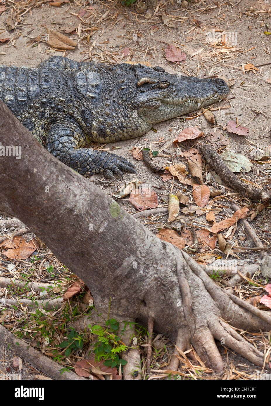 Siamese crocodile, Crocodylus siamensis, Thailand. Stock Photo