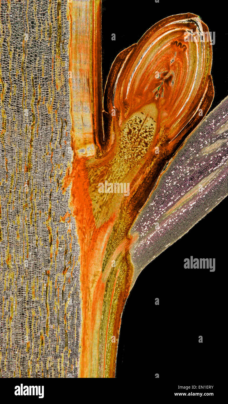 Darkfield photomicrograph, Acer pseudoplatanus, sycamore bud, section Stock Photo