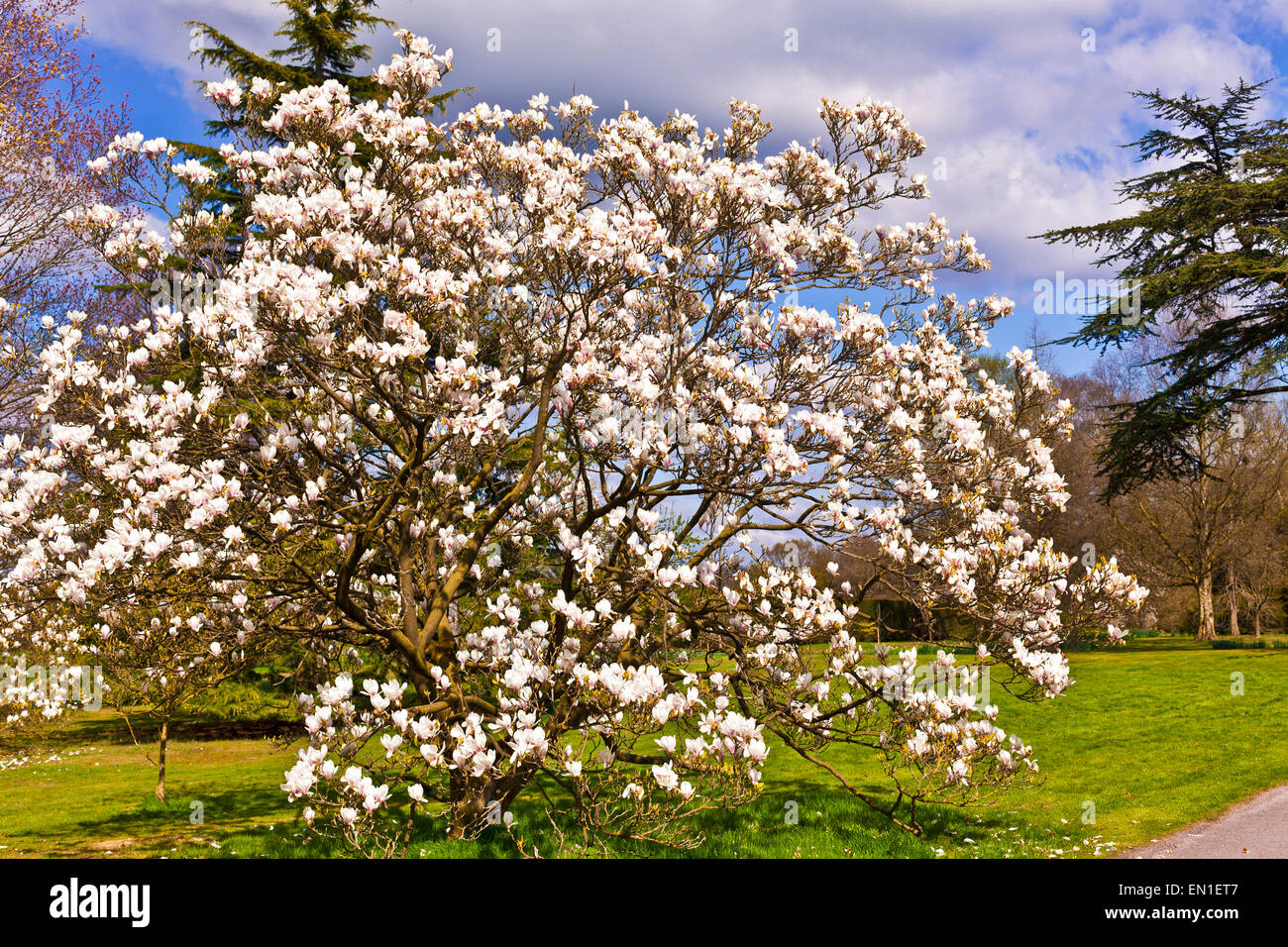 Large pink flowers magnolia tree hi-res stock photography and images ...