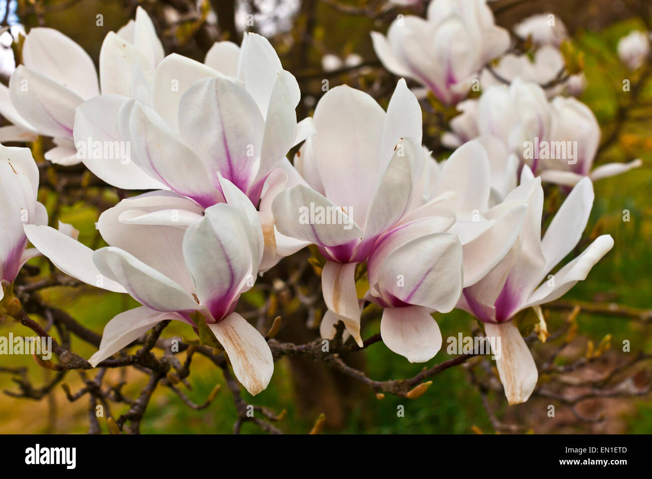 Magnolia branch hi-res stock photography and images - Alamy