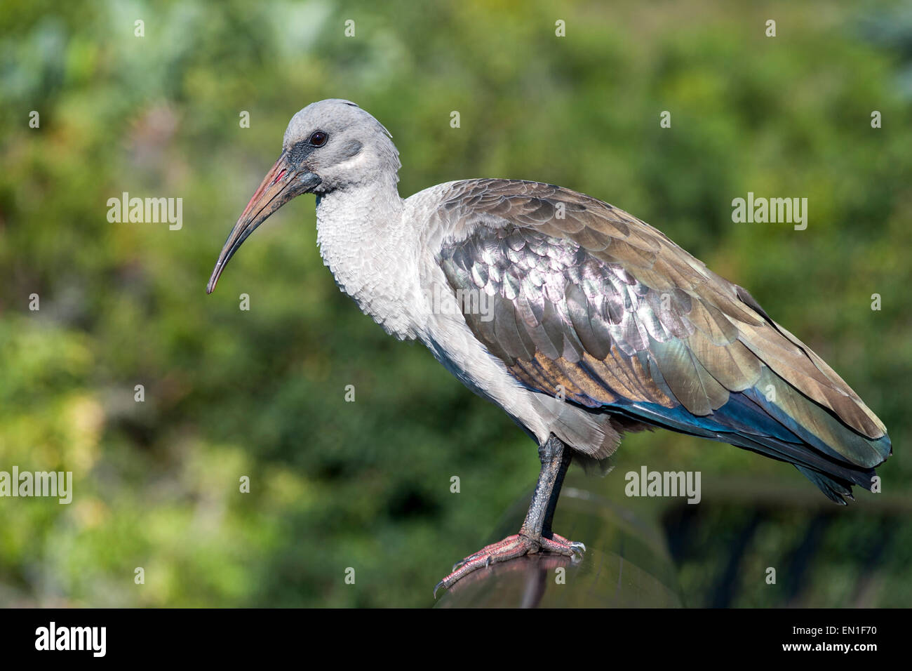 Hadeda ibis (Bostrychia hagedash) in Kirstenbosch Botanical Gardens in Cape Town, South Africa. Stock Photo
