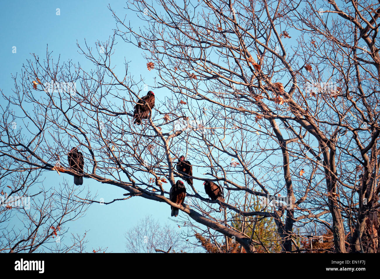 Group of turkey vultures, Latin: Cathartes aura, rest on tree branches along Fitness Trail near Georgian Bay, Canada Stock Photo