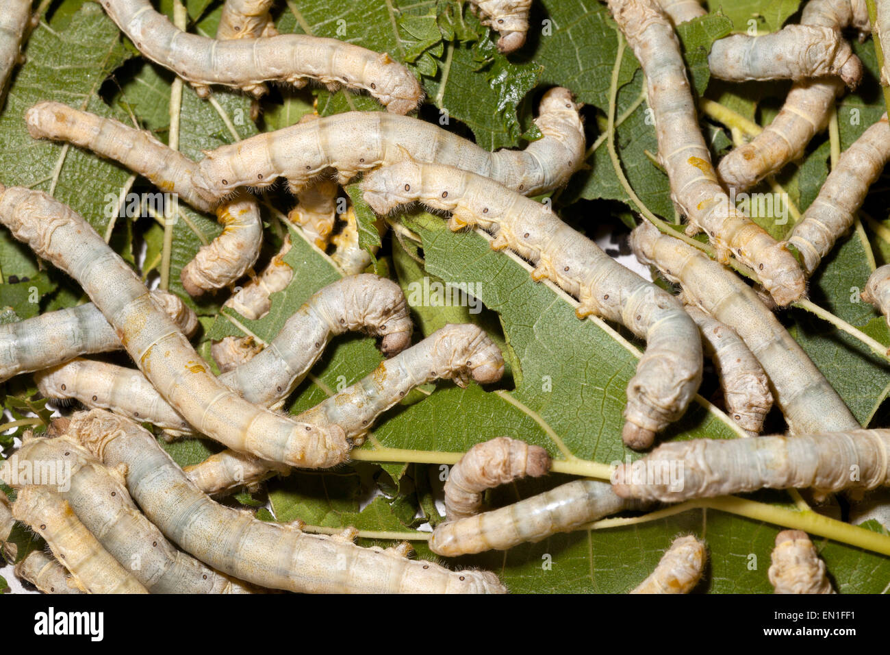 Domesticated silkmoth, Bombyx mori, young caterpillars, on Mulberry leaves, Chiang Mai, Thailand Stock Photo