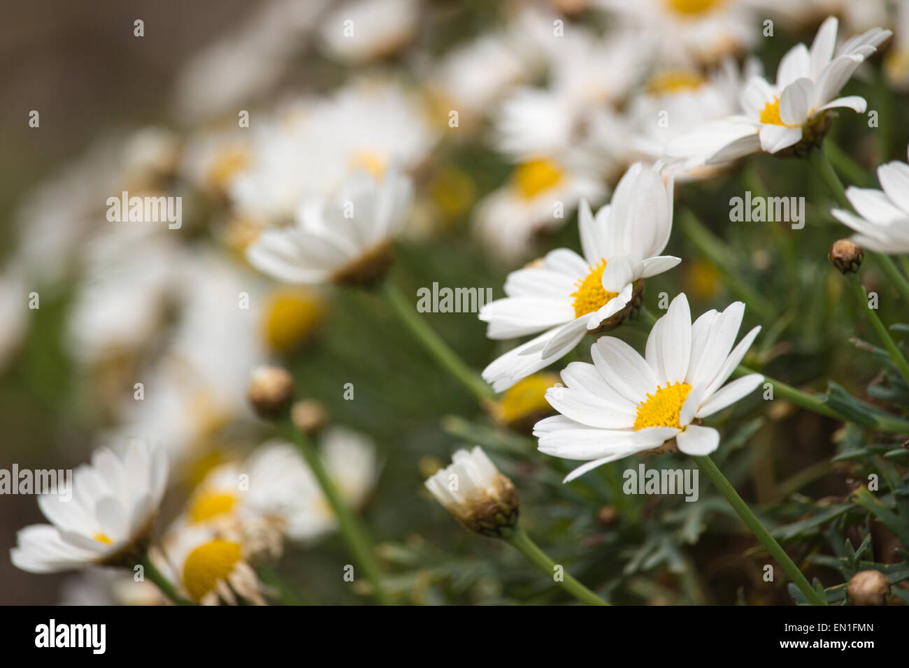 Chamomile carpet hi-res stock photography and images - Alamy
