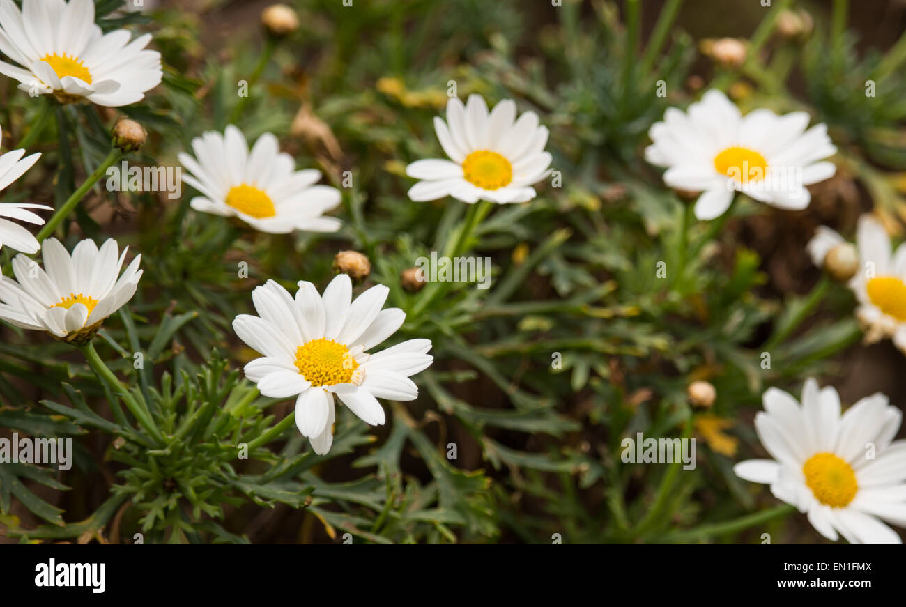 Lawn daises hi-res stock photography and images - Alamy