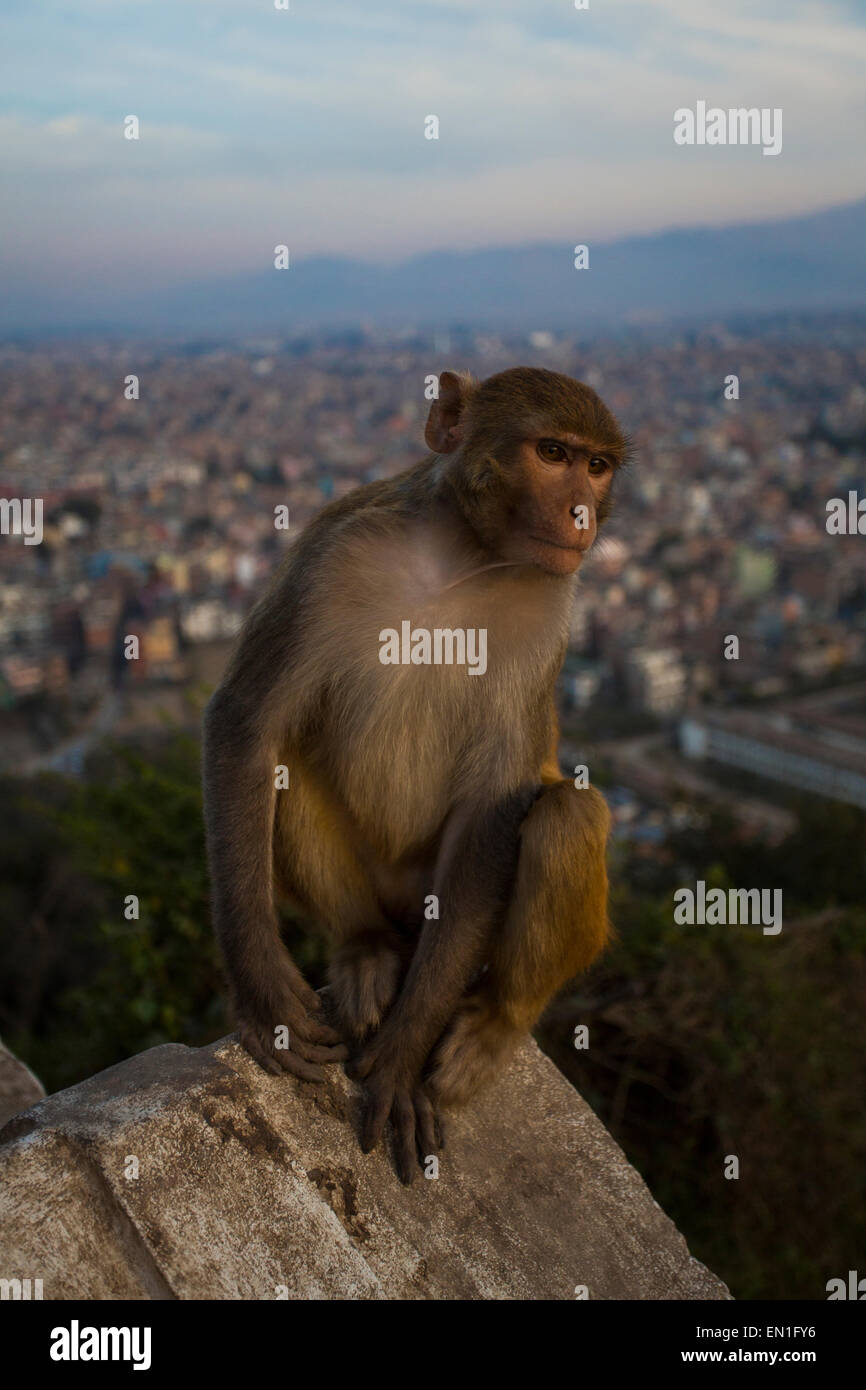 Holy Monkey at Swayambhunath Temple in Kathmandu Nepal Stock Photo - Alamy