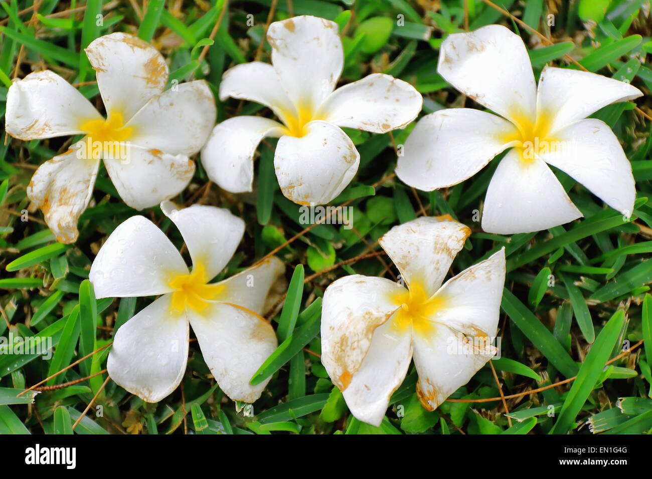 Tiaré flower-Tahitian Gardenia-Gardenia Taitensis showing its white color among the green leaves of the plant.s foliage. Lonnoc Stock Photo