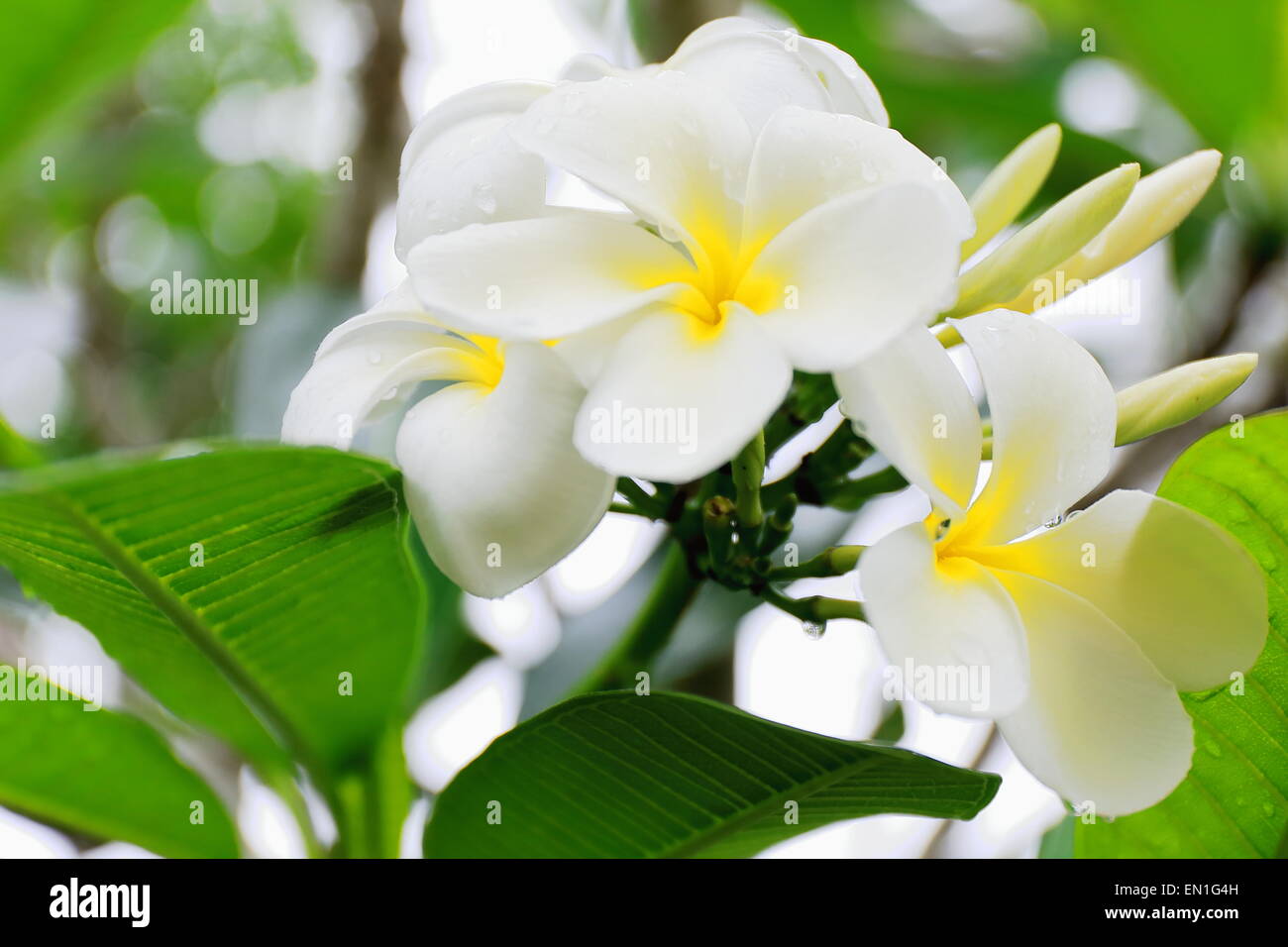 Tiaré flowers-Tahitian Gardenia-Gardenia Taitensis showing its white color among the green leaves of the plant.s foliage. Lonnoc Stock Photo