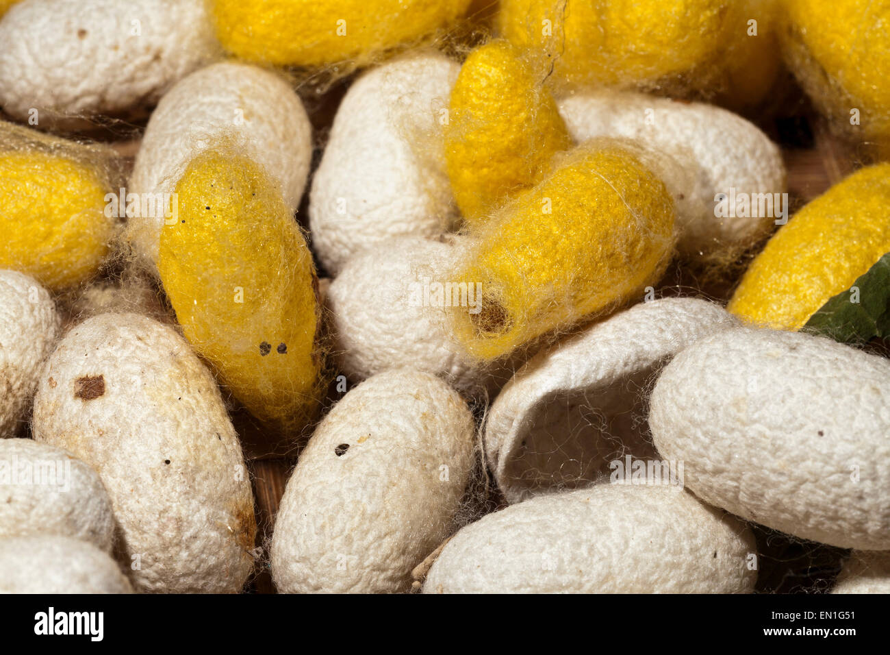Silk production, silken cocoons, yellow are Thai, white are Chinese, Chiang Mai, Thailand Stock Photo
