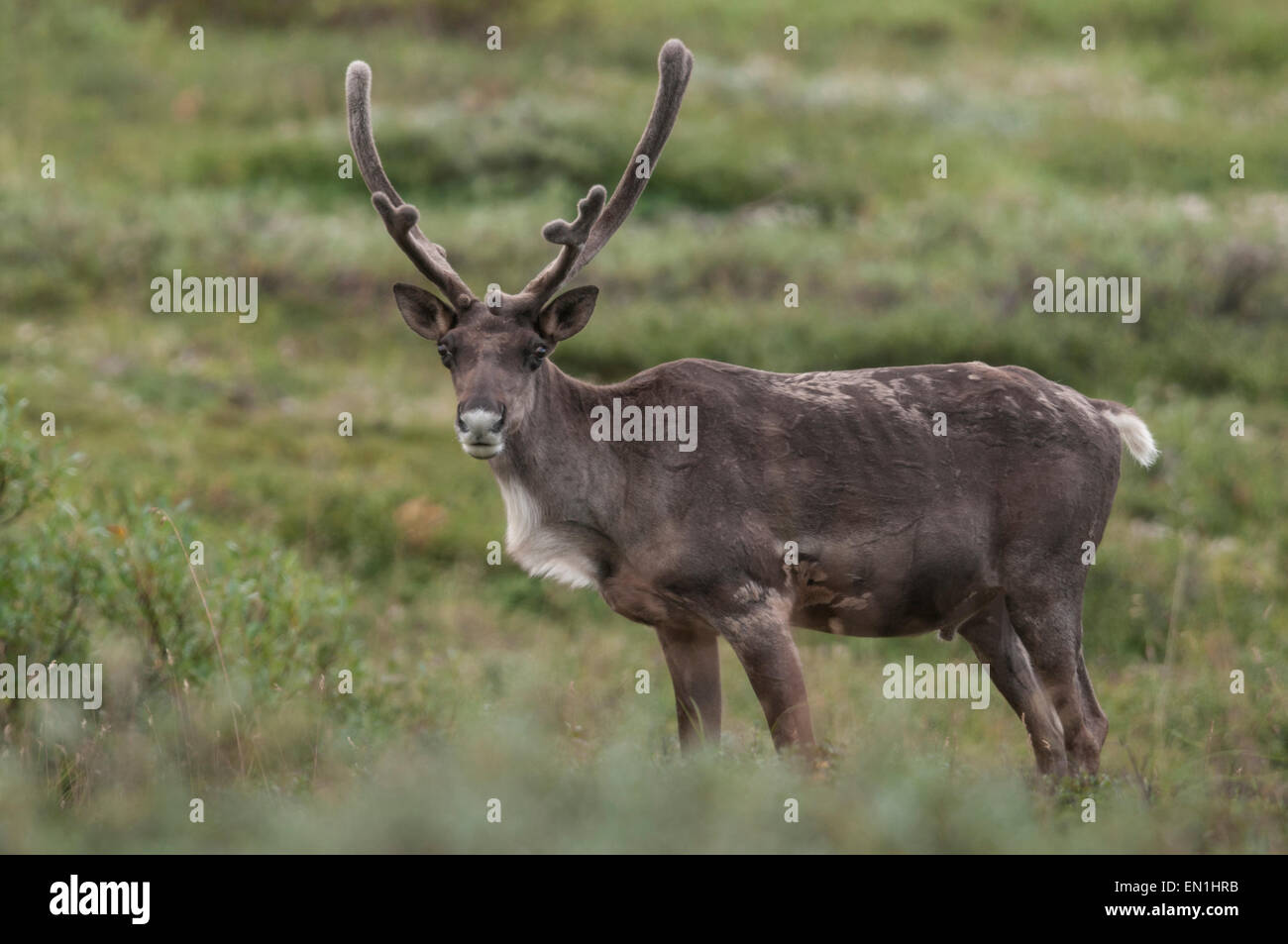 A young bull caribou (Rangefer tarandus) has yet to completely shed his winter coat in favor of the sleek two level brown coat h Stock Photo