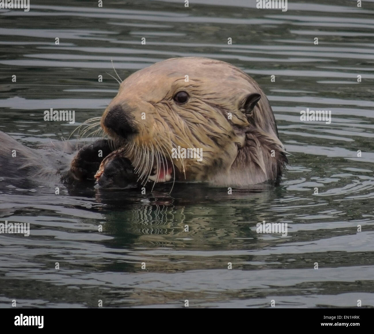 Sea otter (Enhydra lutris). Sea otters are one of the smallest of the Marine mammal family but one of the largest of the weasel Stock Photo