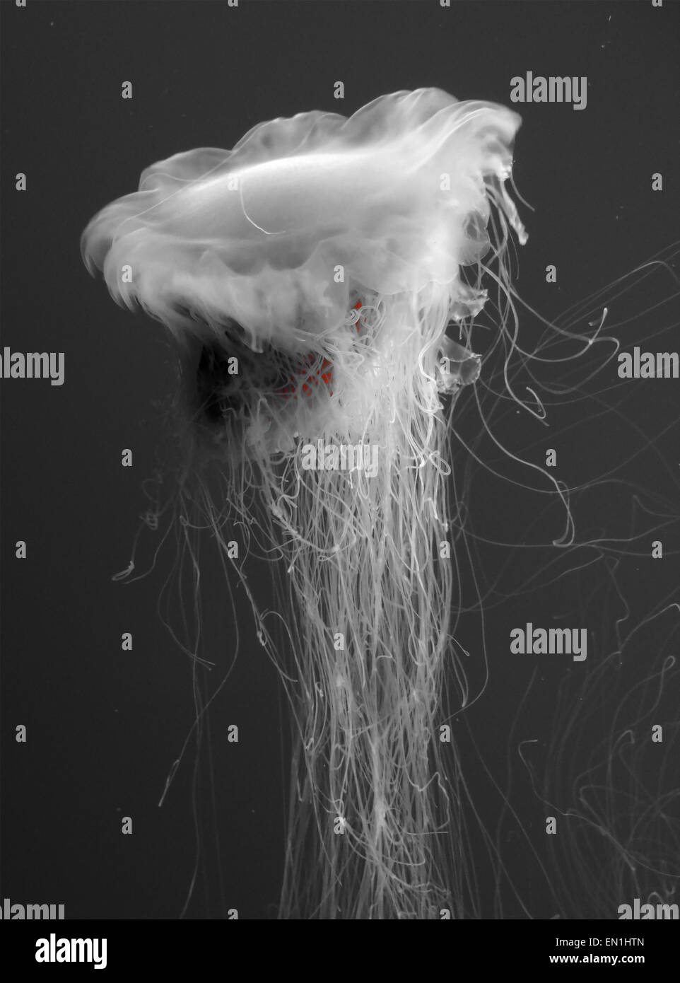 A Jellyfish swimming upwards Stock Photo - Alamy