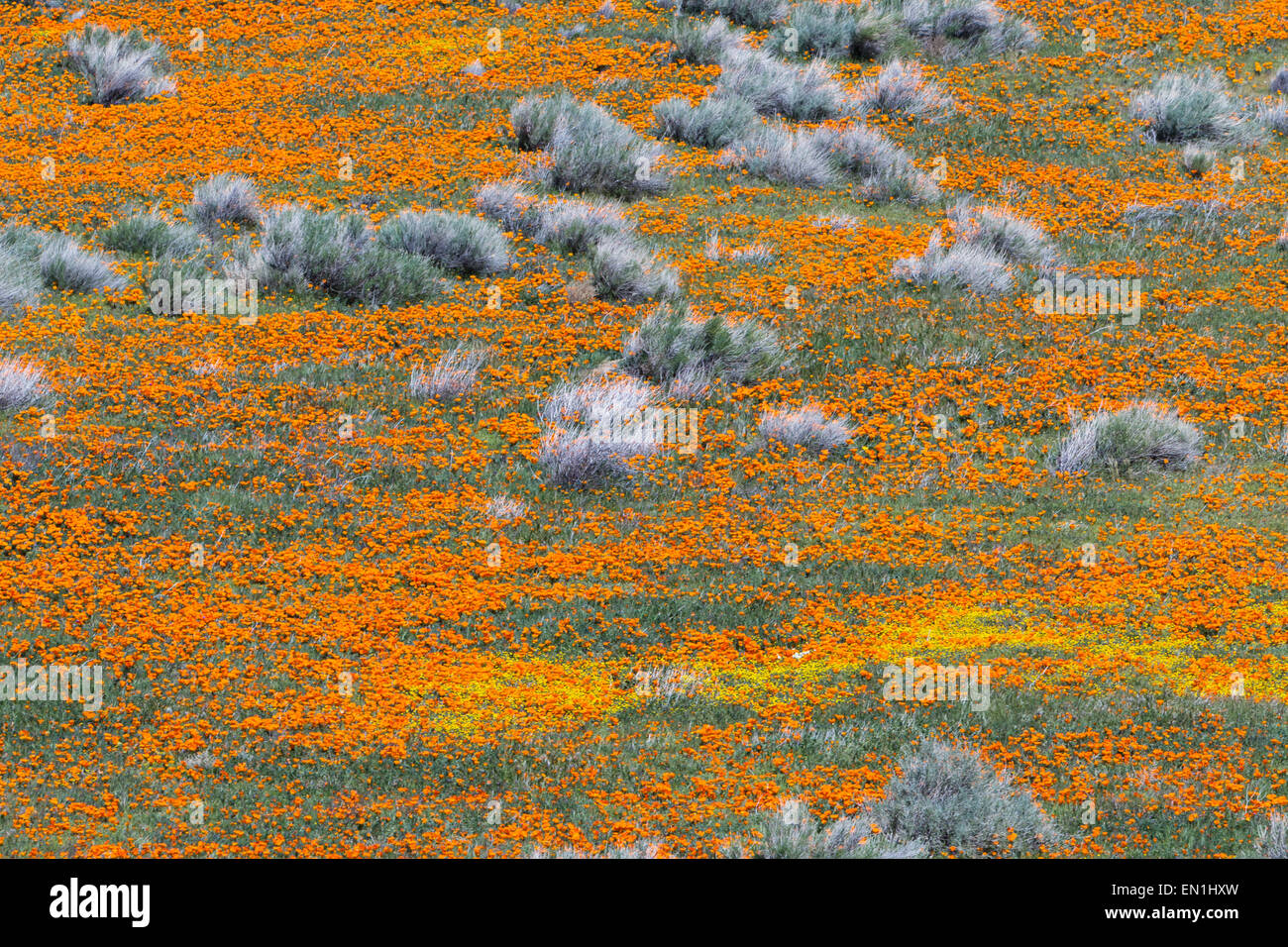 Springtime in California, thousands of flowers blooming on the hills of ...