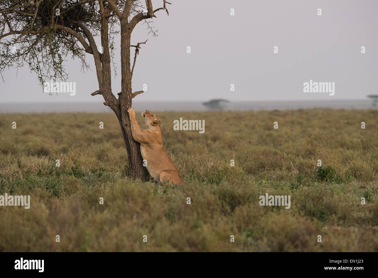 Lioness scratching tree hires stock photography and images Alamy