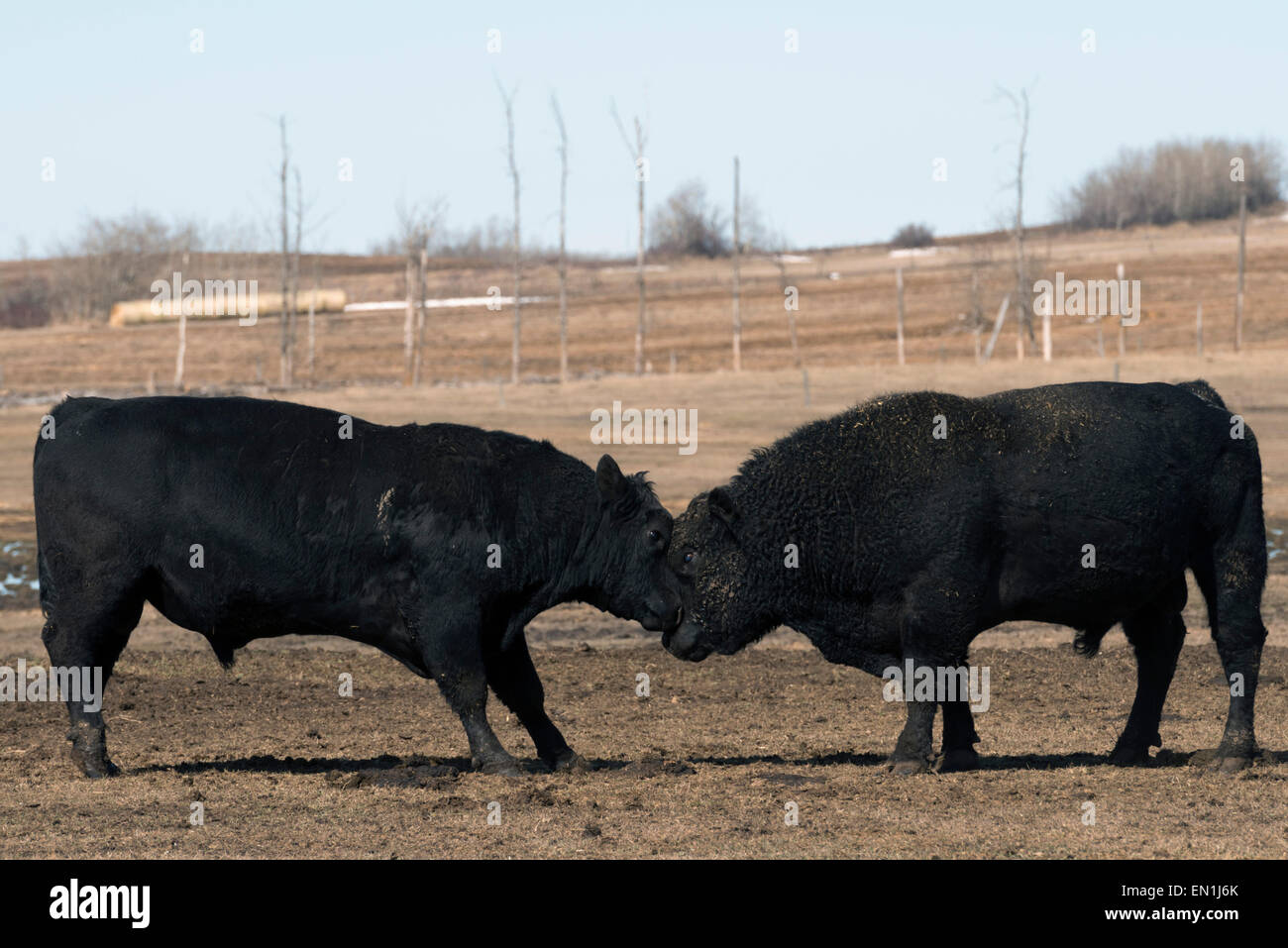 Two bulls Stock Photo