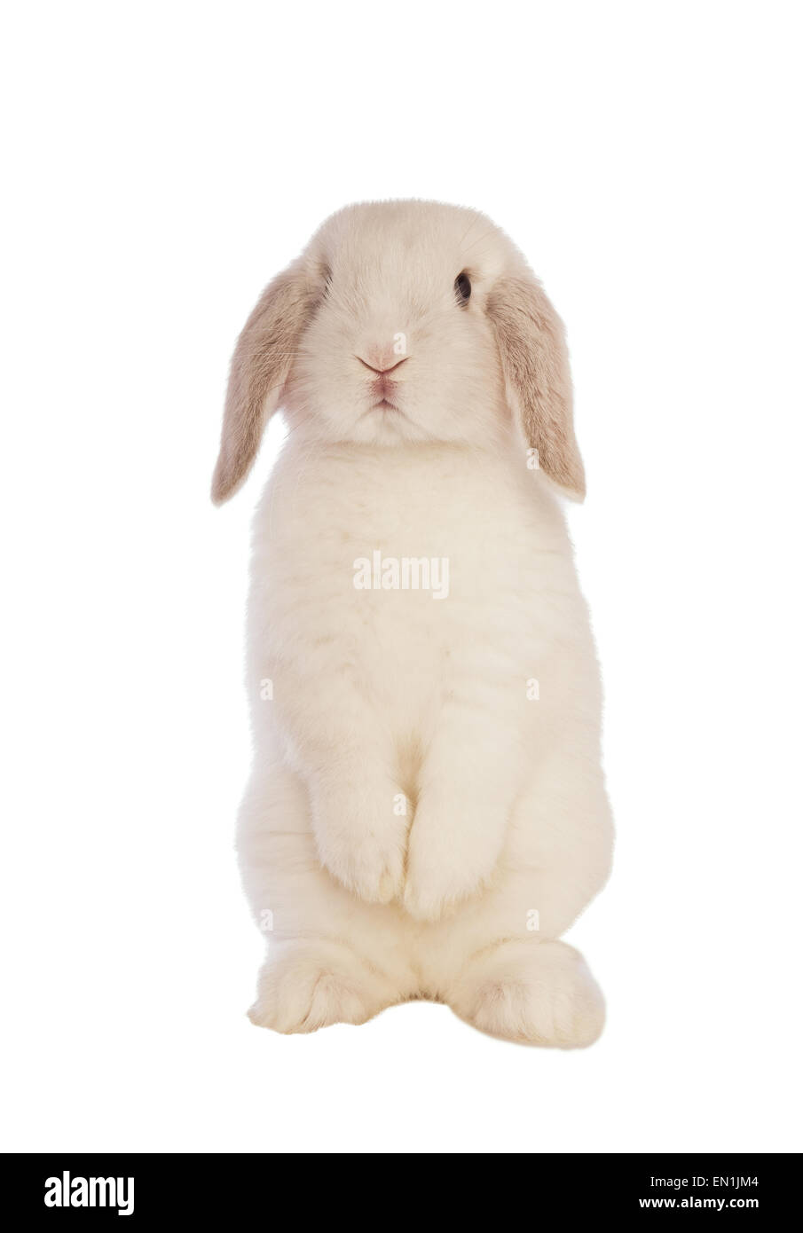 White Mini lop bunny rabbit standing up on back legs isolated on white background Stock Photo