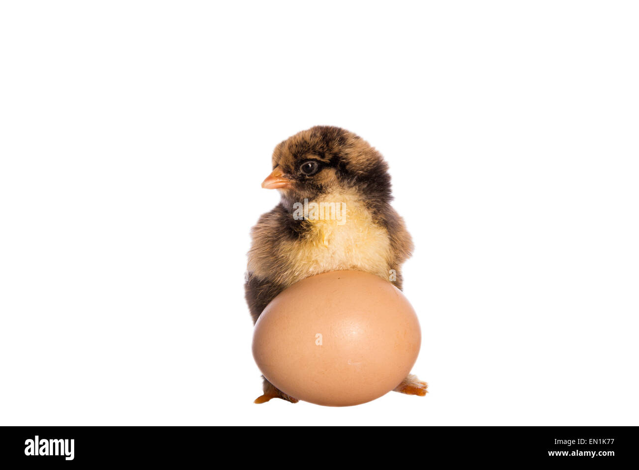 One gold laced Brahma chick with big fat brown egg isolated Stock Photo