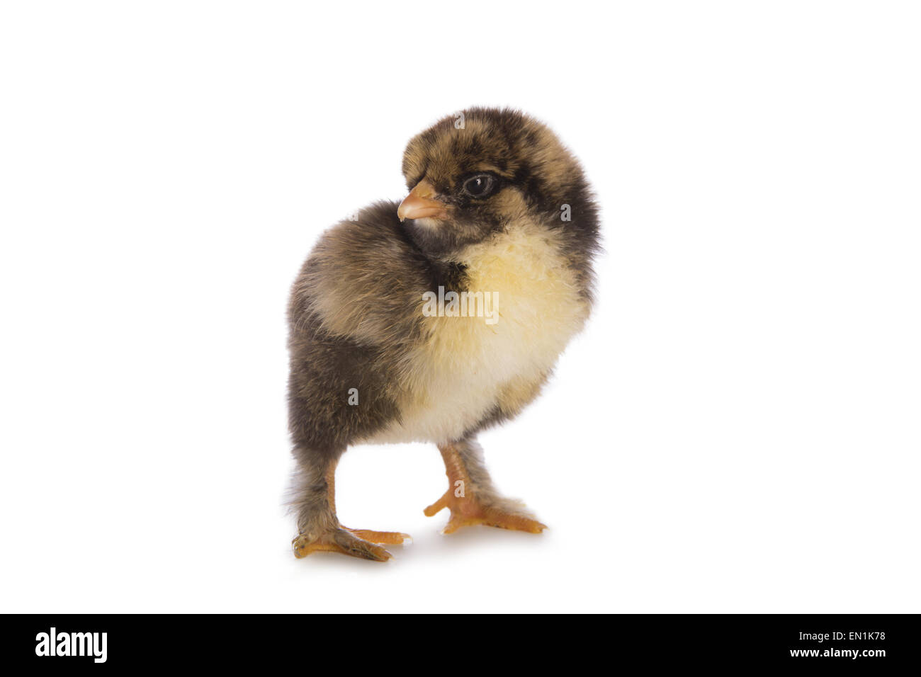 Gold laced Brahma chick isolated on white Stock Photo