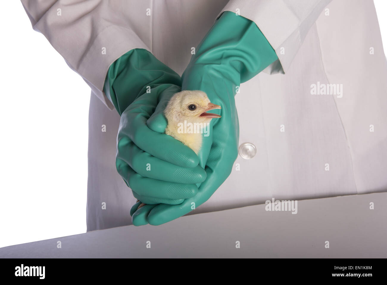 Young turkey being held by gloved hands Stock Photo