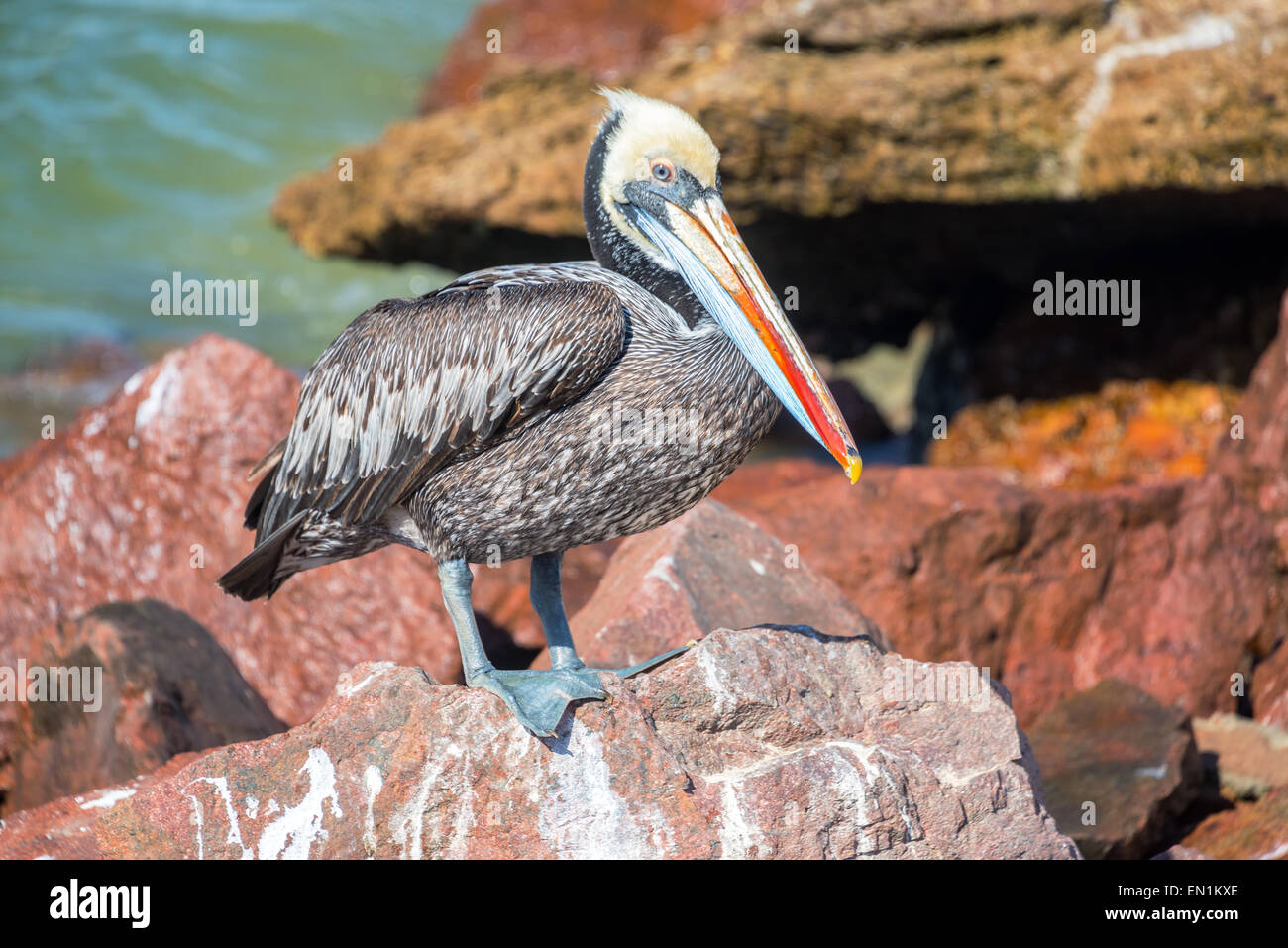 Peru fauna hi-res stock photography and images - Alamy