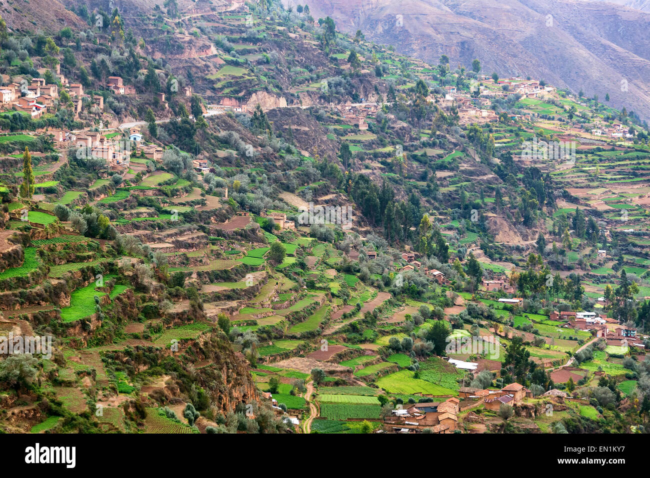 Lush green farming terraces in Tarma, Peru Stock Photo