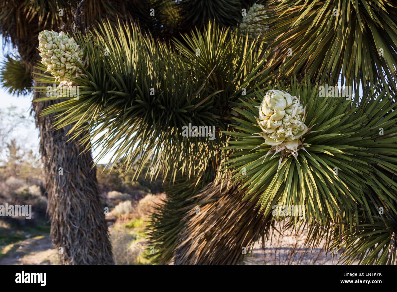 Close up of a Bloom on a Joshua Tree in Southern California Stock Photo