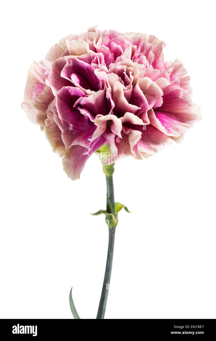 Single fresh pink carnation in full bloom Stock Photo Alamy