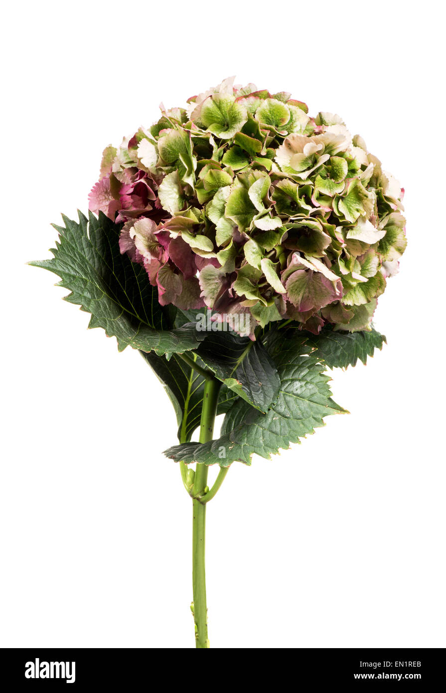 Green hydrangea hires stock photography and images Alamy