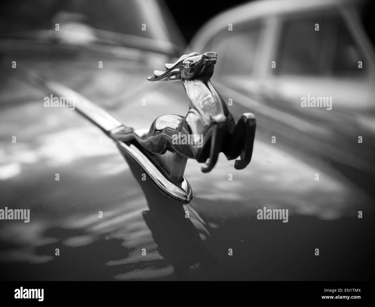 April 25, 2015 Deer emblem on the hood of the car ''Volga'' GAZ21