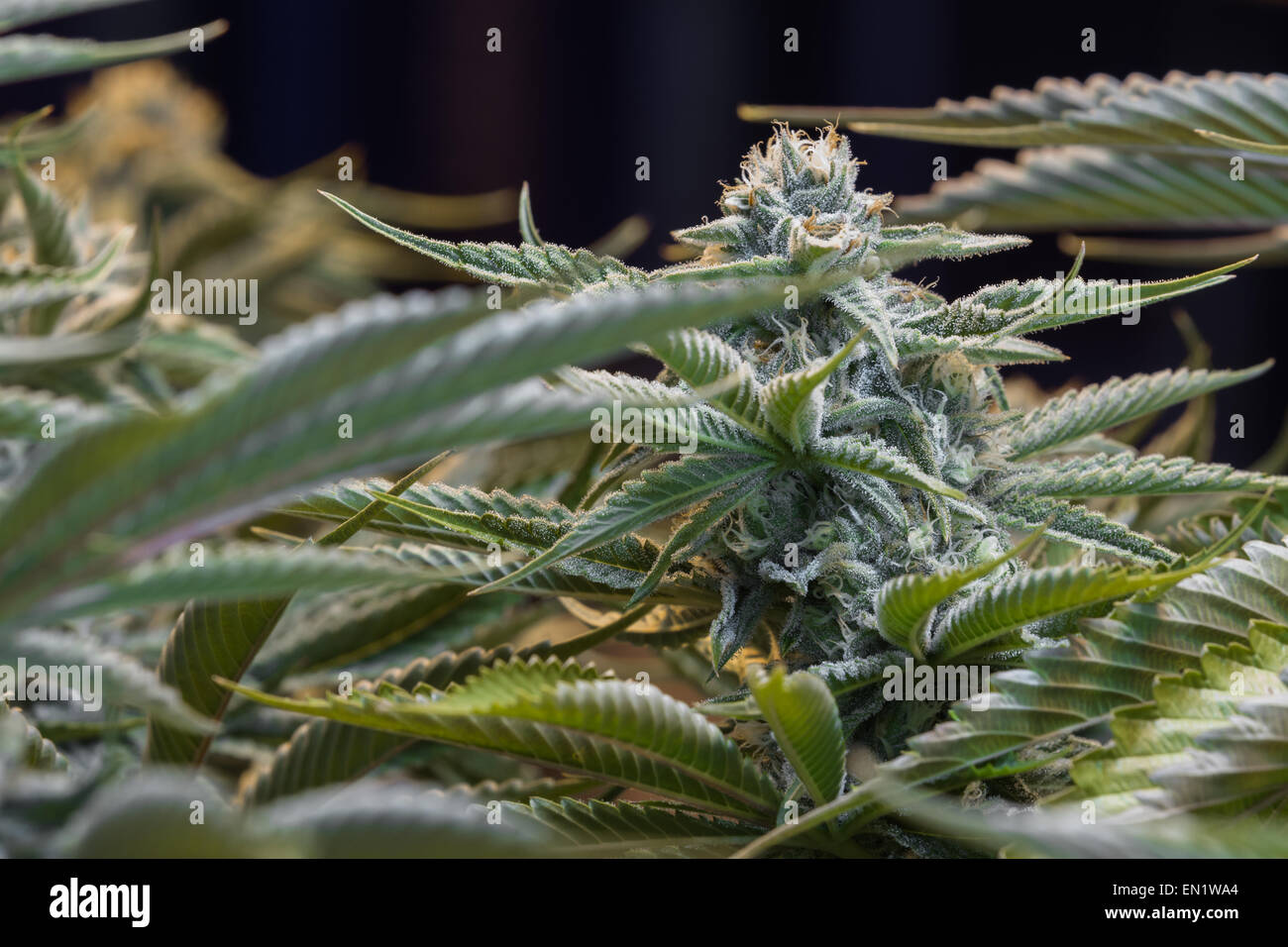 close up of a healthy marijuana plant with crystalline structures in the  leafs and buds Stock Photo - Alamy