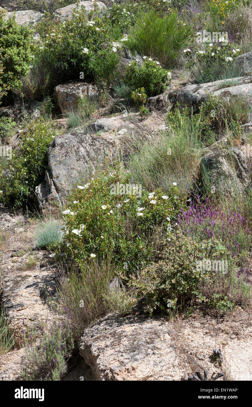 Mediterranean shrublands in Guadarrama Mountains, La Cabrera, Madrid, Spain Stock Photo