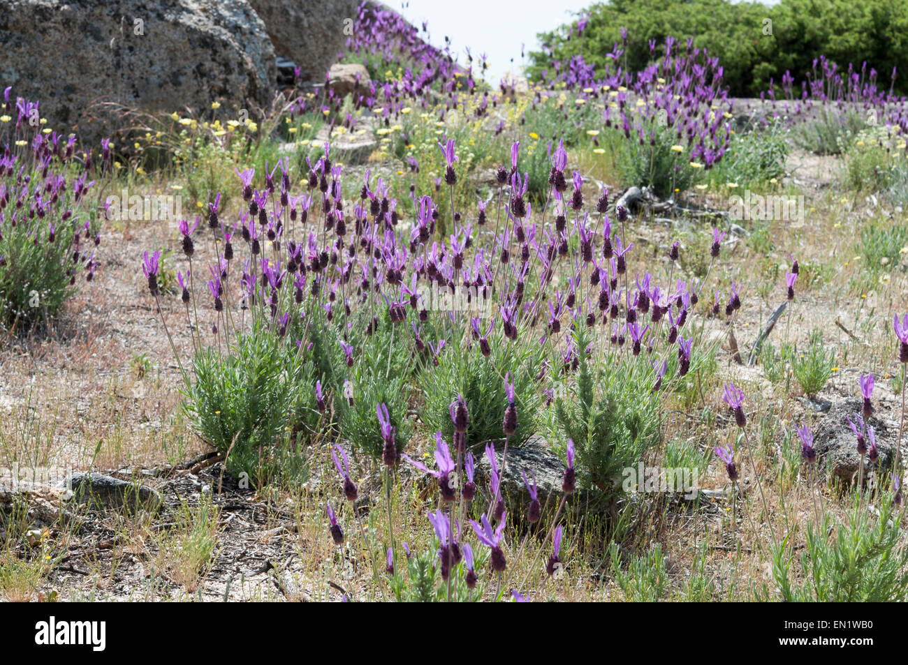 Flowers of Spanish lavender, Lavandula stoechas. Photo taken in Guadarrama Mountains, La Cabrera, Madrid, Spain Stock Photo