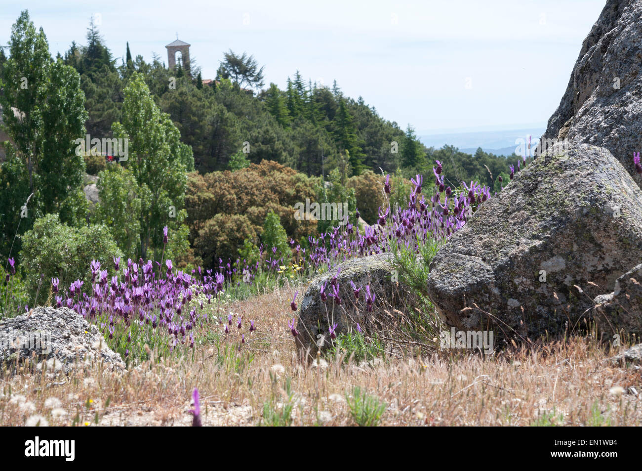 Flowers of Spanish lavender, Lavandula stoechas. Photo taken in Guadarrama Mountains, La Cabrera, Madrid, Spain Stock Photo