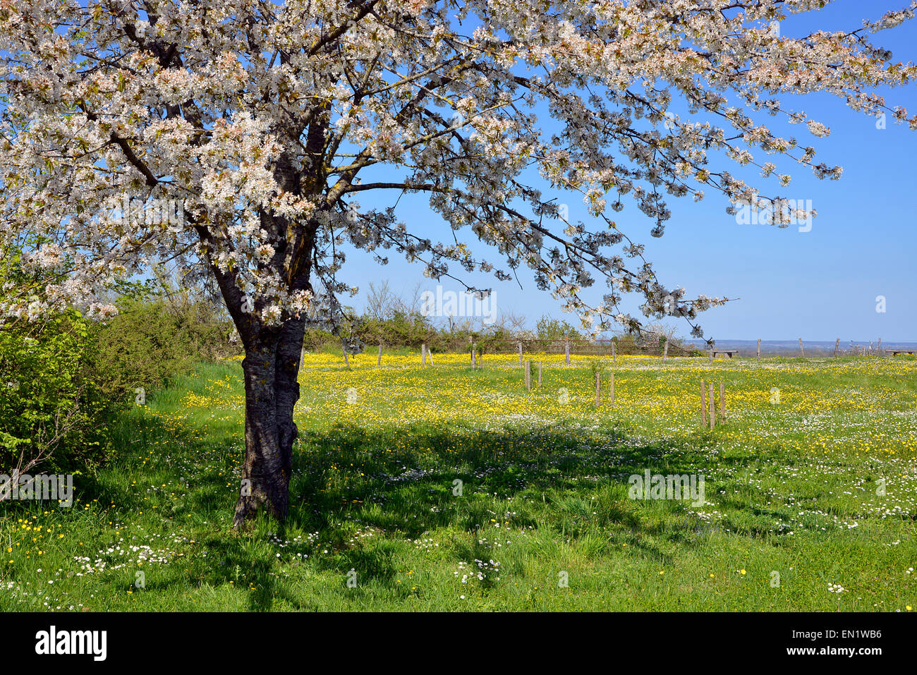 Cherry tree blossom in the countryside of centre region in France Stock Photo