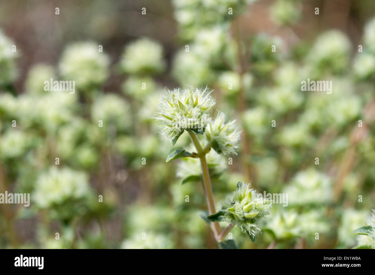 Flowers of Thymus mastichina Stock Photo