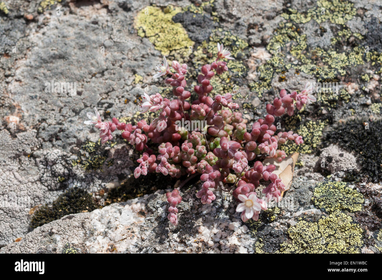 Stonecrop, Sedum brevifolium, growing on granite rocks. Photo taken in Guadarrama Mountains, La Cabrera, Madrid, Spain Stock Photo