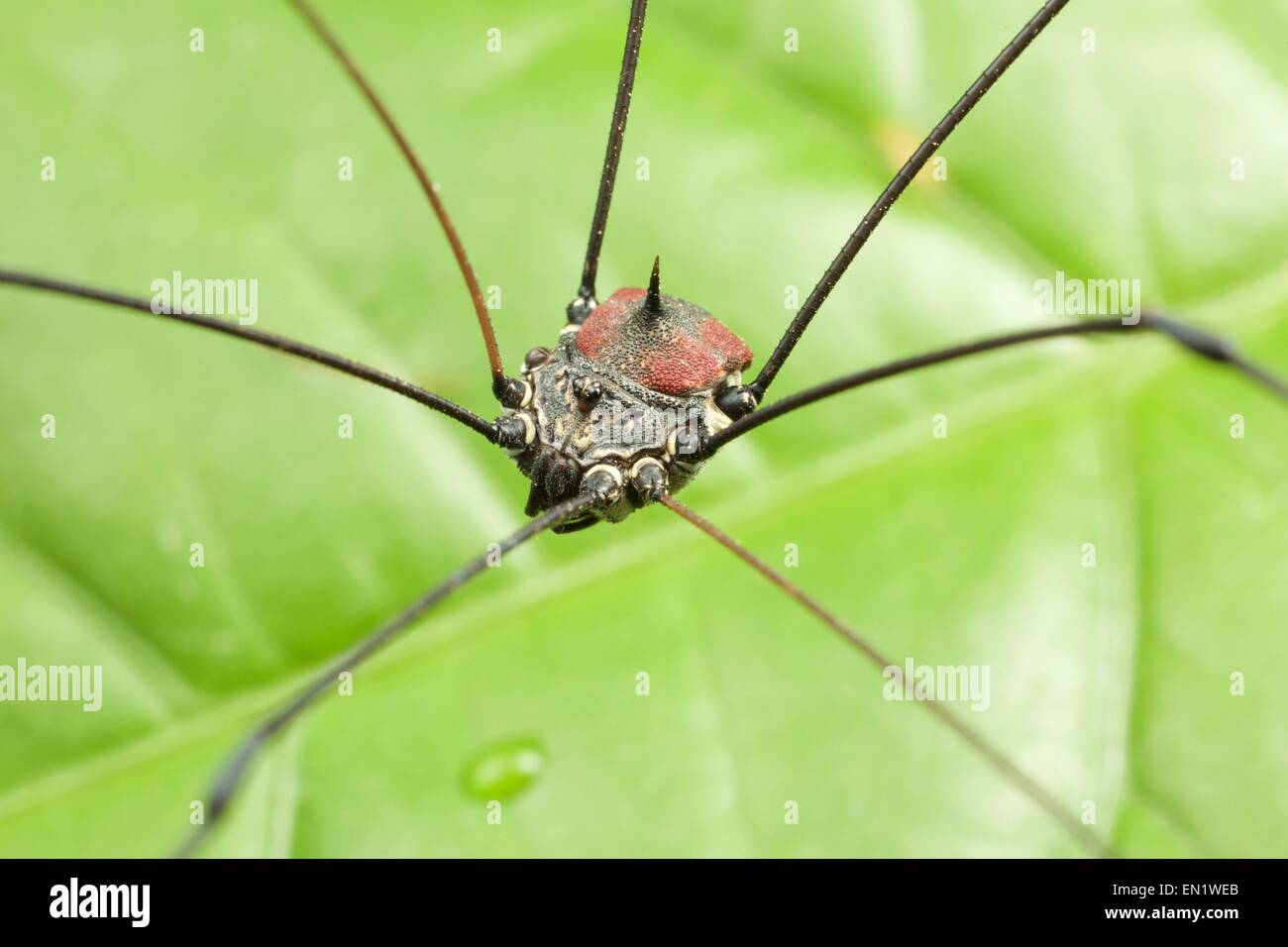 HARVESTMAN or DADDY-LONG-LEGS Order Opiliones Stock Photo - Alamy