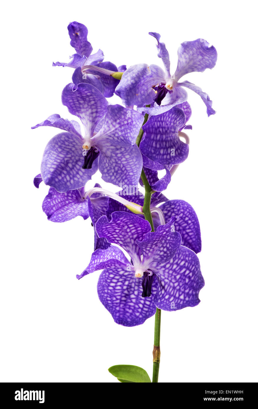 Close Up of Vibrant Colorful Purple Orchid Flowers Isolated on White Background Stock Photo