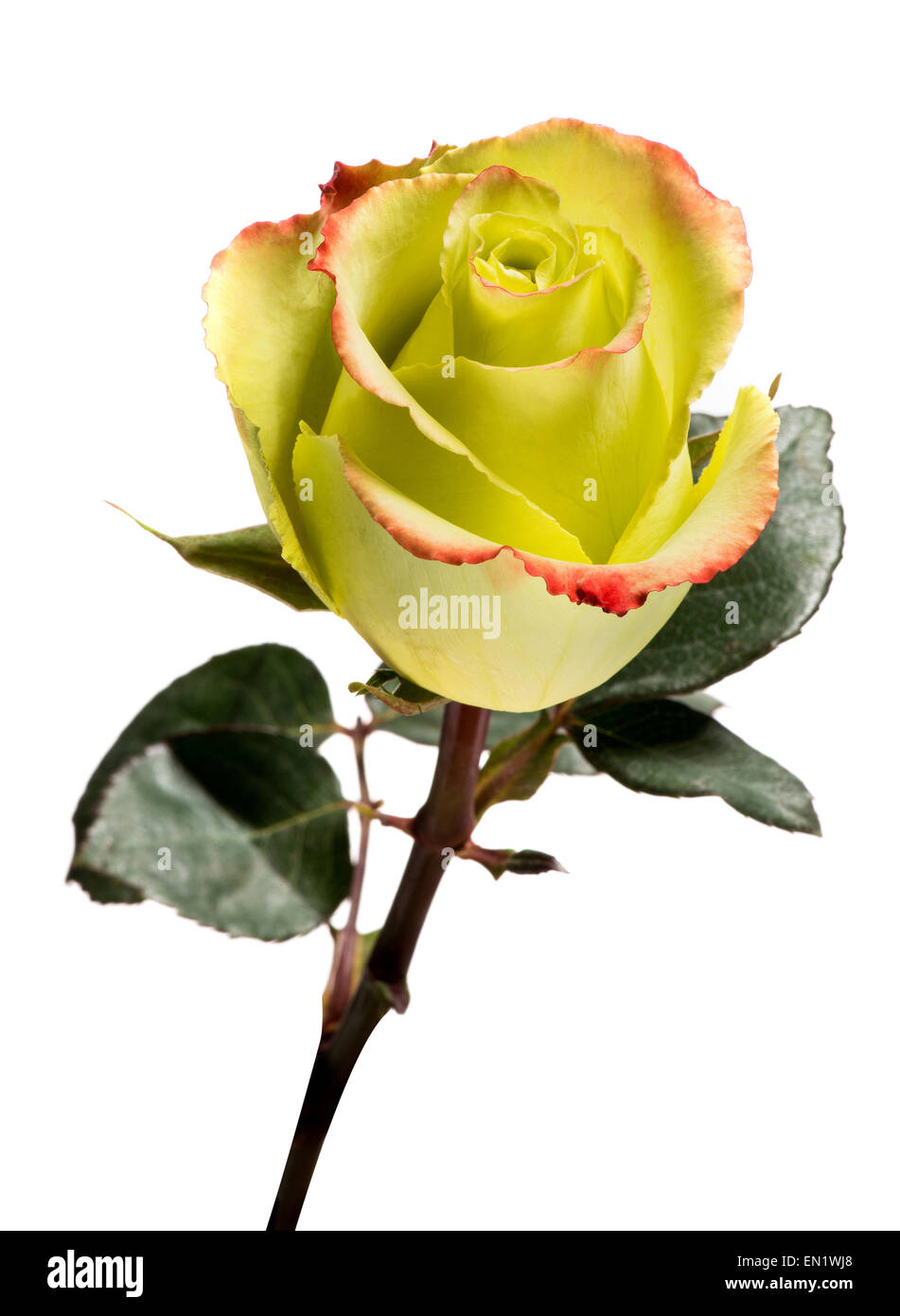 Close Up of Romantic Single Yellow Rose Stock Photo