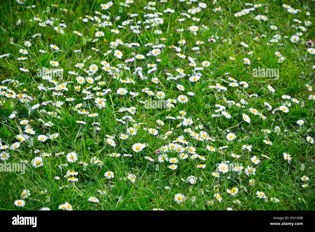 Daisy flowers in grass lawn daisies Stock Photo