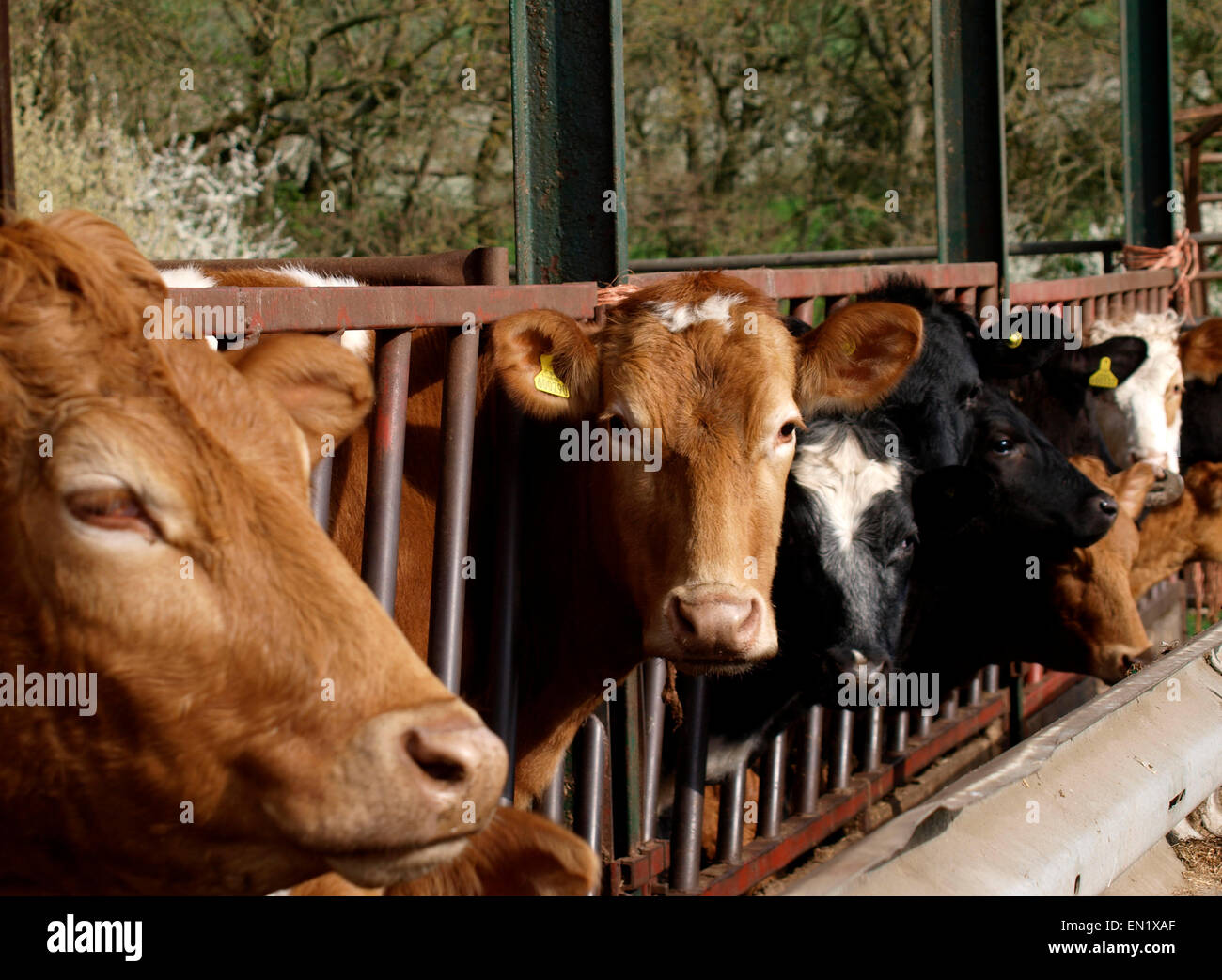 Cows in a barn Stock Photo Alamy